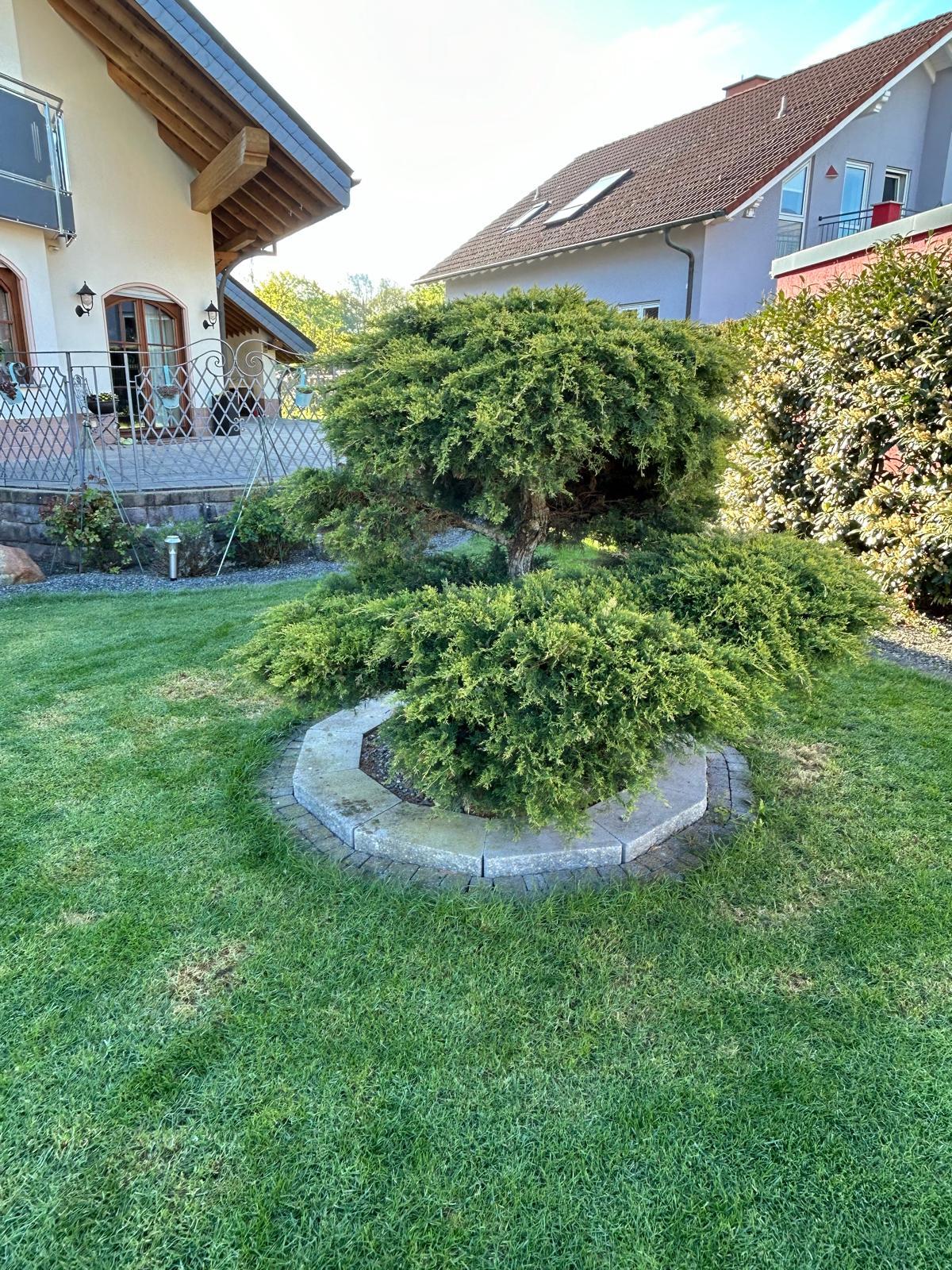 Gepflegter Garten mit Formschnitt